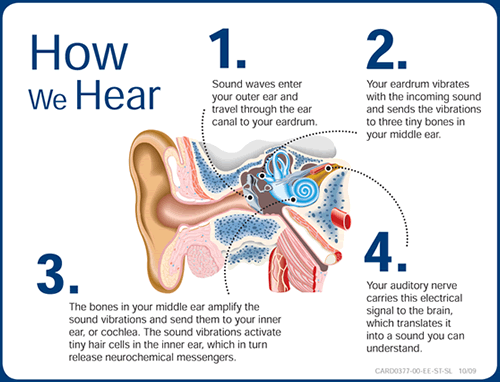 What is Hearing Loss Reversed?
